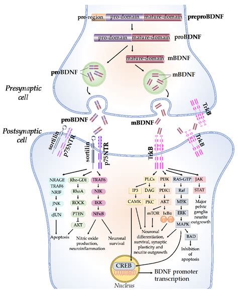 Molecular Mechanisms Of Brain Derived Neurotrophic Factor