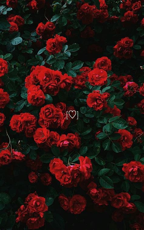 🔥 50 Red Roses Aesthetic Wallpapers Wallpapersafari