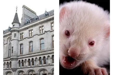 Woman in court after toddler mauled by ferret left 'crying hysterically ...