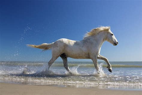 Camargue Horse Running In Water At Beach, Camargue, France Photograph ...