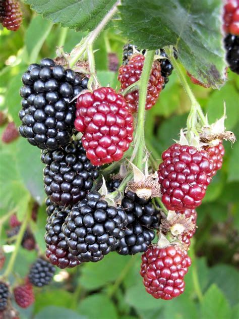 Growing Blackberries In Containers Tips On Caring For Blackberries In