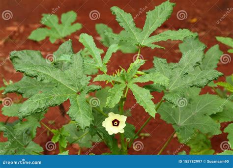 Fresh Young Okra Vegetable In The Plant Stock Image Image Of Leaf