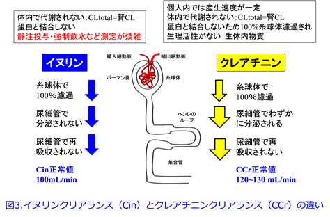 腎クリアランスの計算