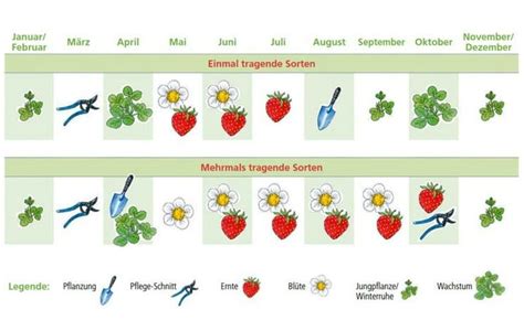 Pin Von Sisalu De Auf Gärtnern Gardening Erdbeeren Pflanzen