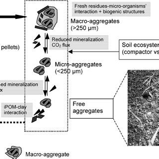 Model Of Aggregate Formation Dynamics And The Role Of Large