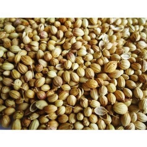 Grade Eagle Natural Fresh Coriander Seeds Packaging Type Gunny Bag