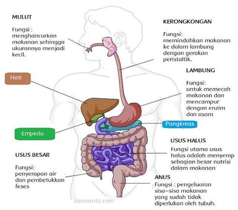 Detail Contoh Sistem Pencernaan Koleksi Nomer 14