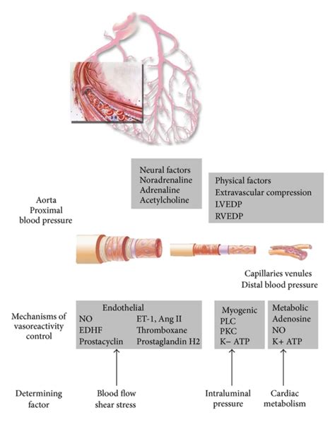 Physical Metabolic And Neural Factors Modulate Microvascular Coronary