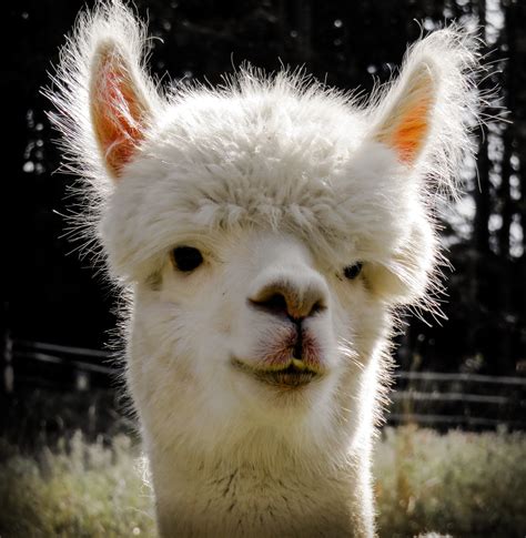 Free Images White View Fluffy Wool Fauna Peru Llama Alpaca