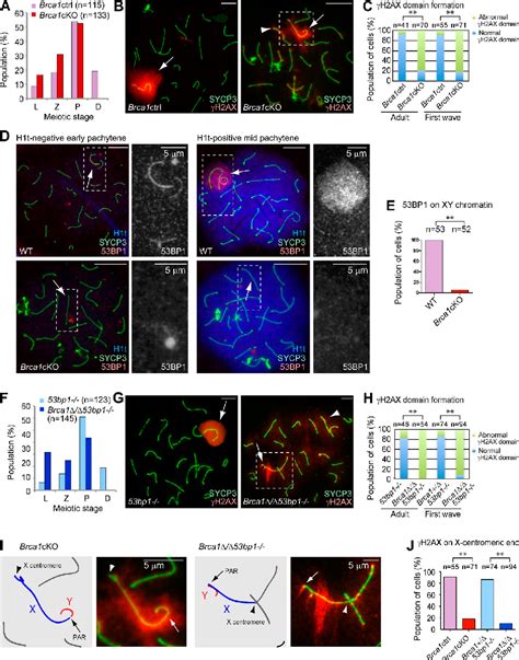 Figure From Brca Establishes Dna Damage Signaling And Pericentric