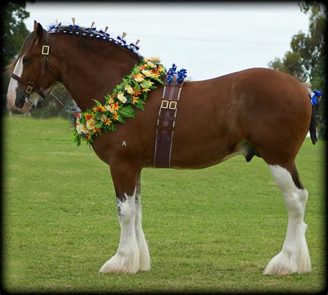 Another Photo Gallery Commonwealth Clydesdale Horse Society