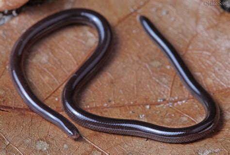 Brahminy Blind Snake Indotyphlops Braminus The Brahminy Flickr