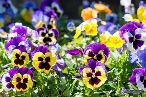 Pansies