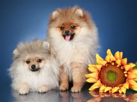 Pomeranian Wallpapers Wallpaper Cave