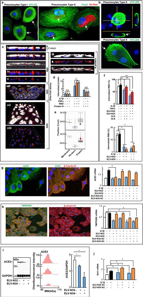 Specific Internalization Of Spikes Protein Rbd Is Reduced By