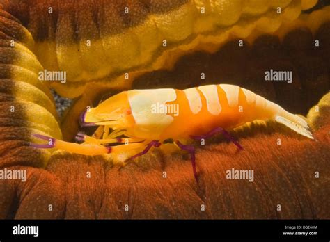 Emperor Shrimp Lives On A Sea Cucumberpericlimenes Imperatorlembeh