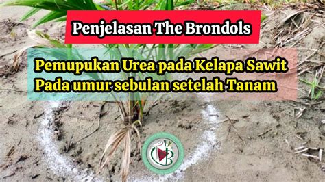 Penjelasan The Brondols Pemupukan Urea Pada Kelapa Sawit Pada Umur