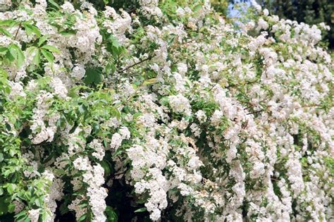 Blossom Spring Bush With White Flowers Stock Image Colourbox