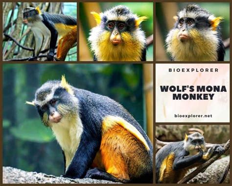 Wolf's Mona Monkey Characteristics | Cercopithecus Wolfi Facts