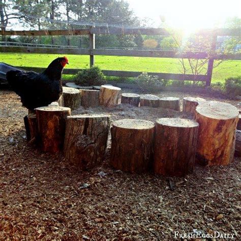 6 Great Chicken Dust Bath Ideas - The Owner-Builder Network