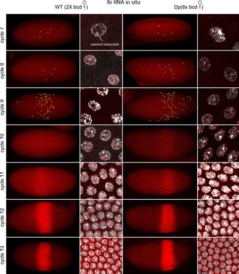 Figures And Data In Bicoid Gradient Formation And Function In The Drosophila Pre Syncytial