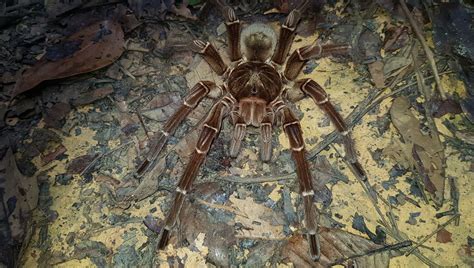 Tarentule Goliath Birdeater la plus grosse araignée du monde est