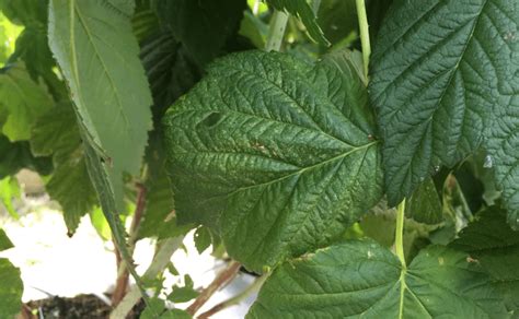 Two Spotted Spider Mite Damage On Raspberries White Stippling Spotting