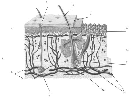 Integumentary System Diagram Diagram Quizlet