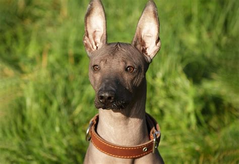 Xoloitzcuintle sem pelos mexicano lindo cão adulto ao ar livre raça de