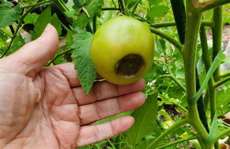 Tomato Bottom Rot Cause Tomato Blossom End Rot Treatment
