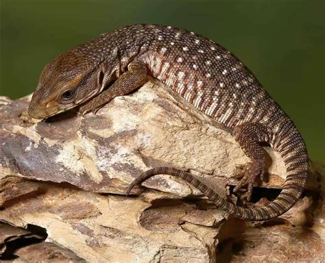Baby Savannah Monitor For Sale Upriva Reptiles