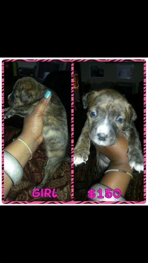 Razor Edge Kennels