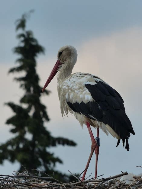 Premium Photo A Beautiful Stork Standing In Its Nest