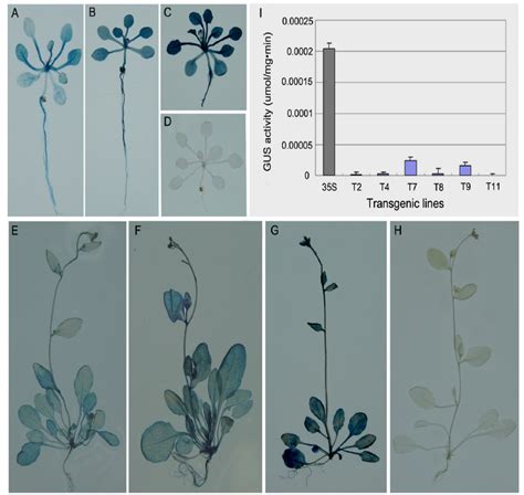 Histochemical And Fluorometric GUS Activity Assays Histochemical GUS