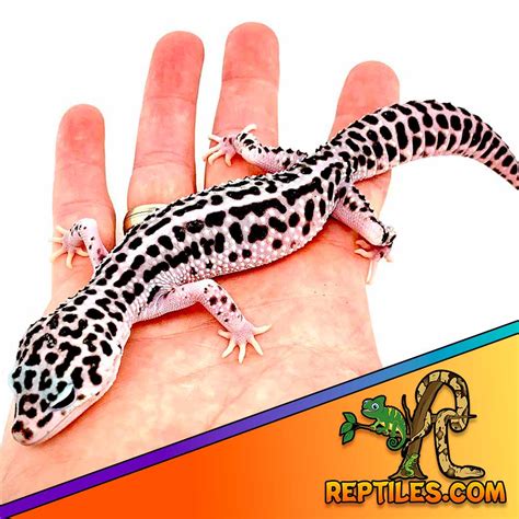 Mack Super Snow Leopard Gecko Archives Leopard Geckos For Sale