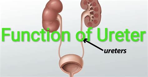 Healthcare & Health solution: What is the Main Function of the Ureter