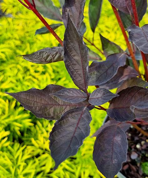 Cornus Alba Nightfall Baumschule Lienemann