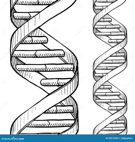 Dna Double Helix Structure Black And White