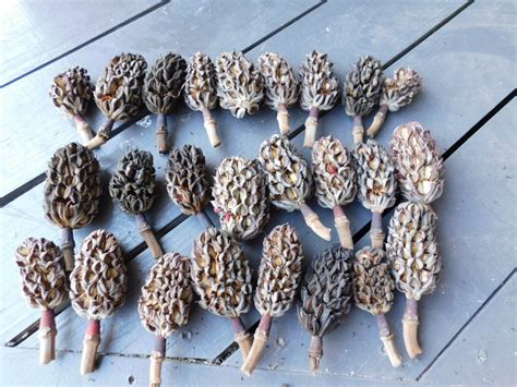 Magnolia Tree Bulbs Seed Pods for Crafting Christmas Ornaments Lot of ...