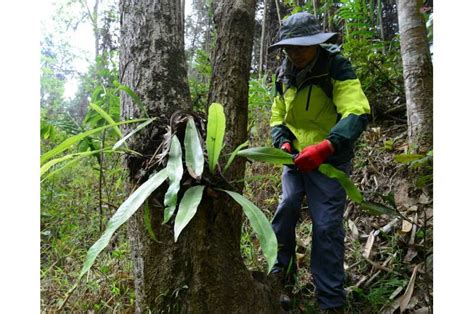 An Entire Botanical Garden Of Genomes