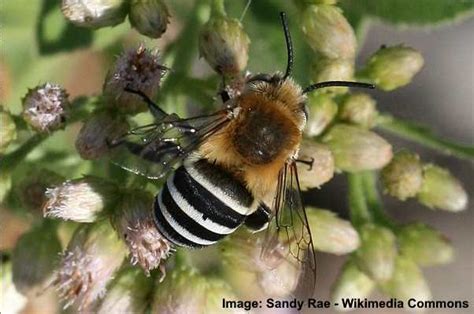 Black And White Bees Wasps And Hornets With Pictures Identification