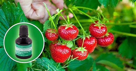 Зеленка для клубники от болезней и вредителей: способы применения ...