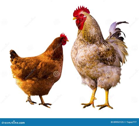 Poule Portrait De Poule Poule Dans Une Ferme Poulet D Isolement Coq Et