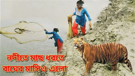 নদীতে মাছ ধরতে বাঘের মাসি ও এলো । Sundarban Royal Bengal Tiger Youtube