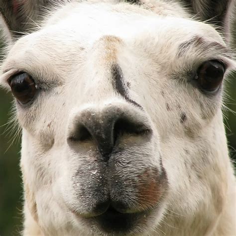 Llama Close Up Flickr Photo Sharing