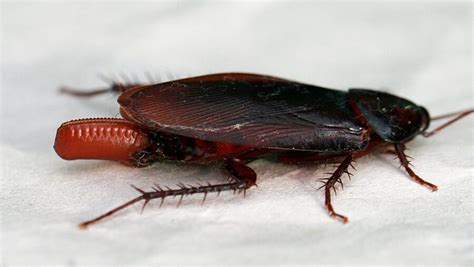 Smokybrown Cockroaches: How to recognize and get rid of them