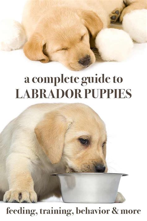 Labrador Puppies - A Complete Guide To Your Lab Puppy | Labrador puppy ...