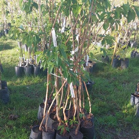 Muda De Cerejeira Sakura Rosa Flor Dobrada Cm Viveiro Cultura