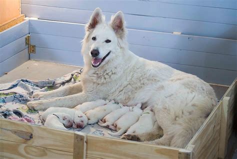 Como Se Registra Un Perro De Pura Raza Sin Papeles