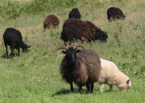 Hebridean Sheep Plus One Near Man Sands © Derek Harper Cc By Sa20 Geograph Britain And Ireland